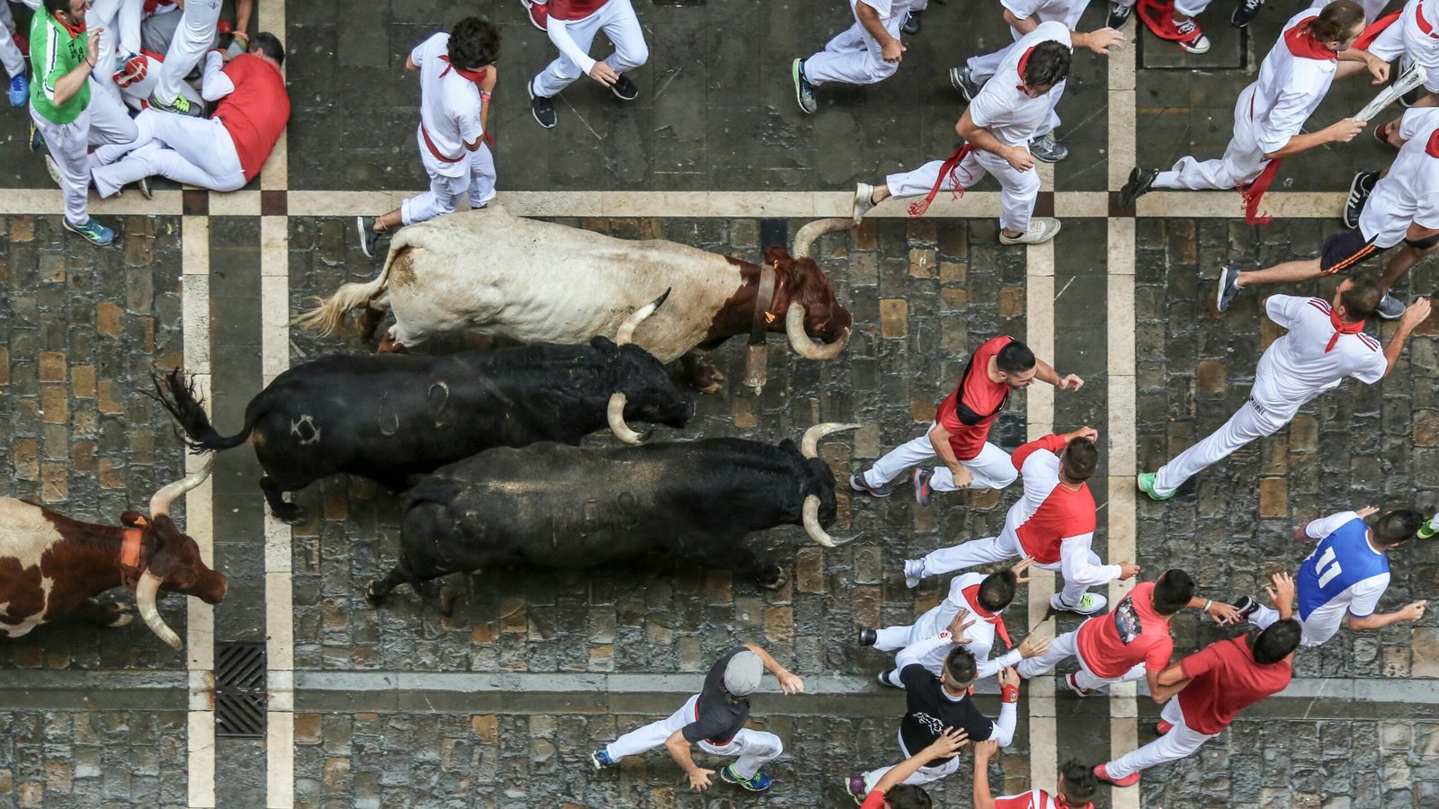 Bulls and steers running among runners in white and red on the cobblestones of the encierro route, seen from above