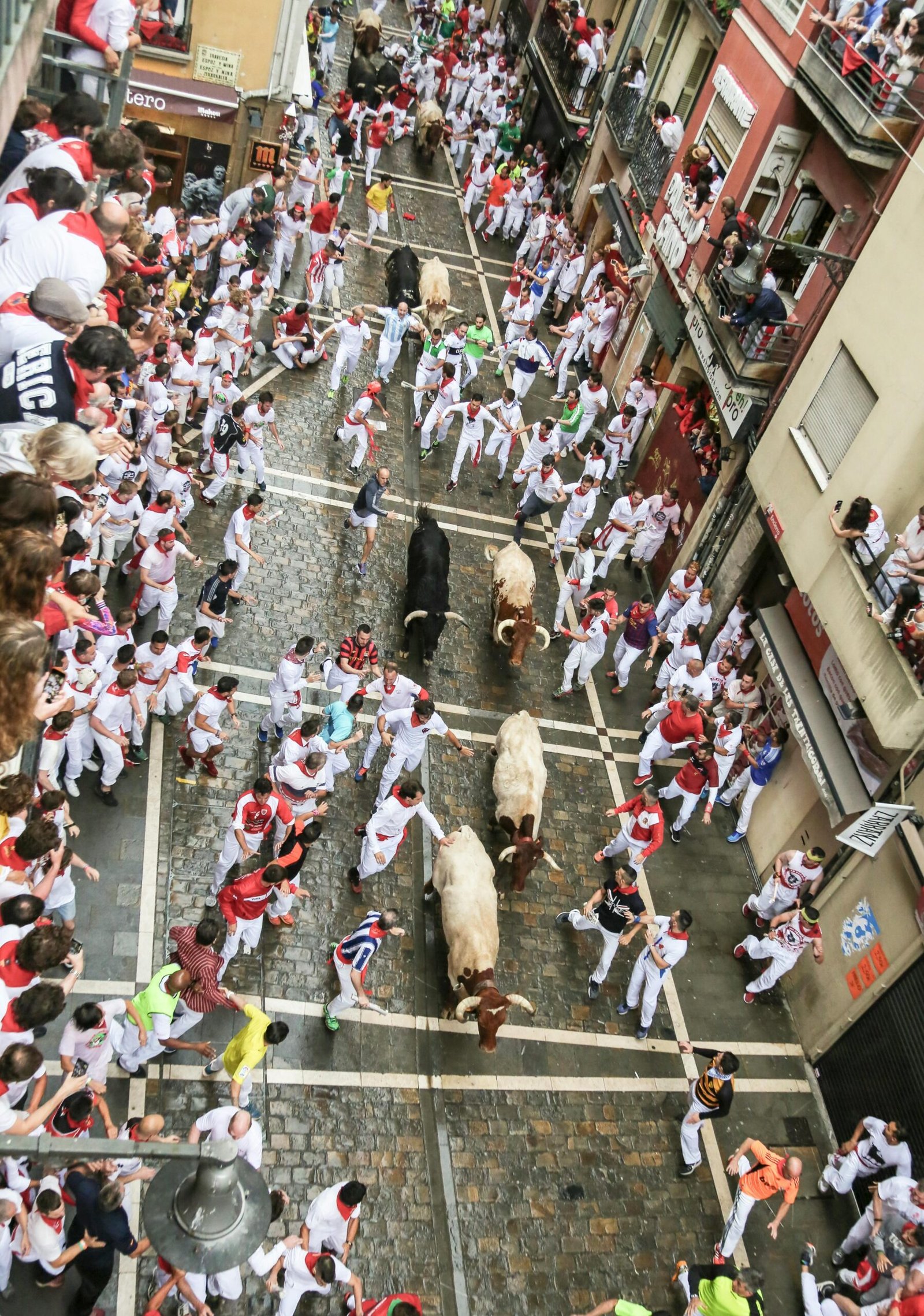 Runners and steers at the end of Calle Estafeta, seen past the wooden barriers that line the encierro route