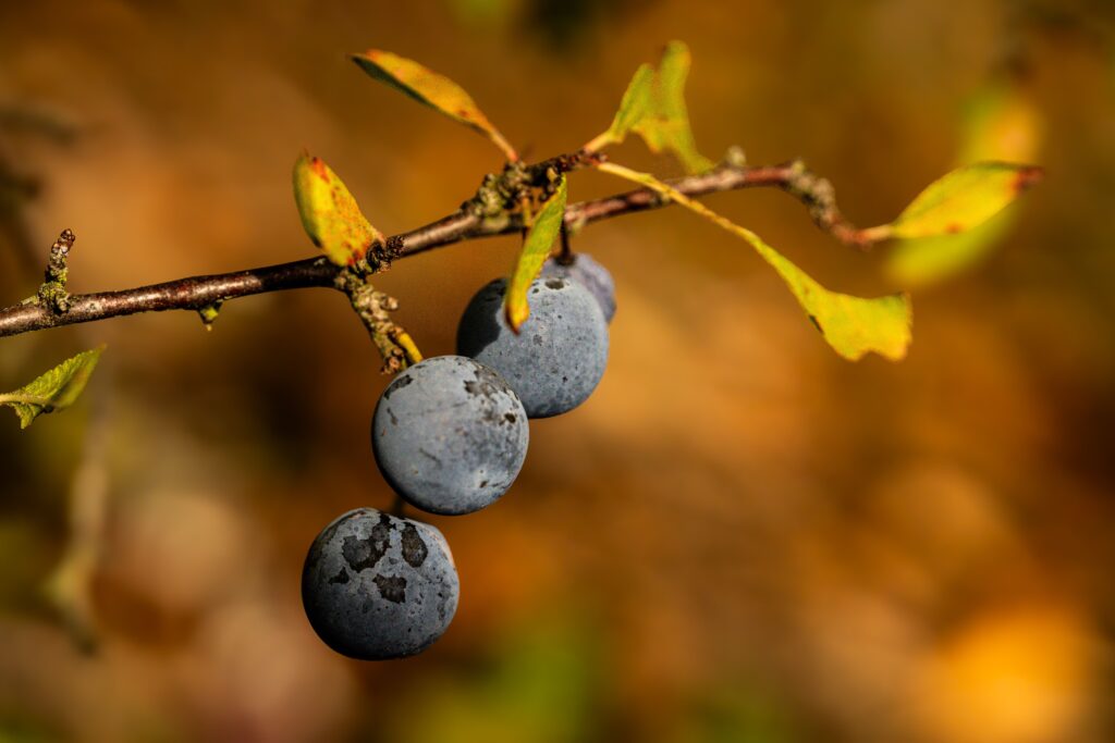 Sloe berries (endrinas) on a blackthorn shrub — the raw material of patxarán in Navarra