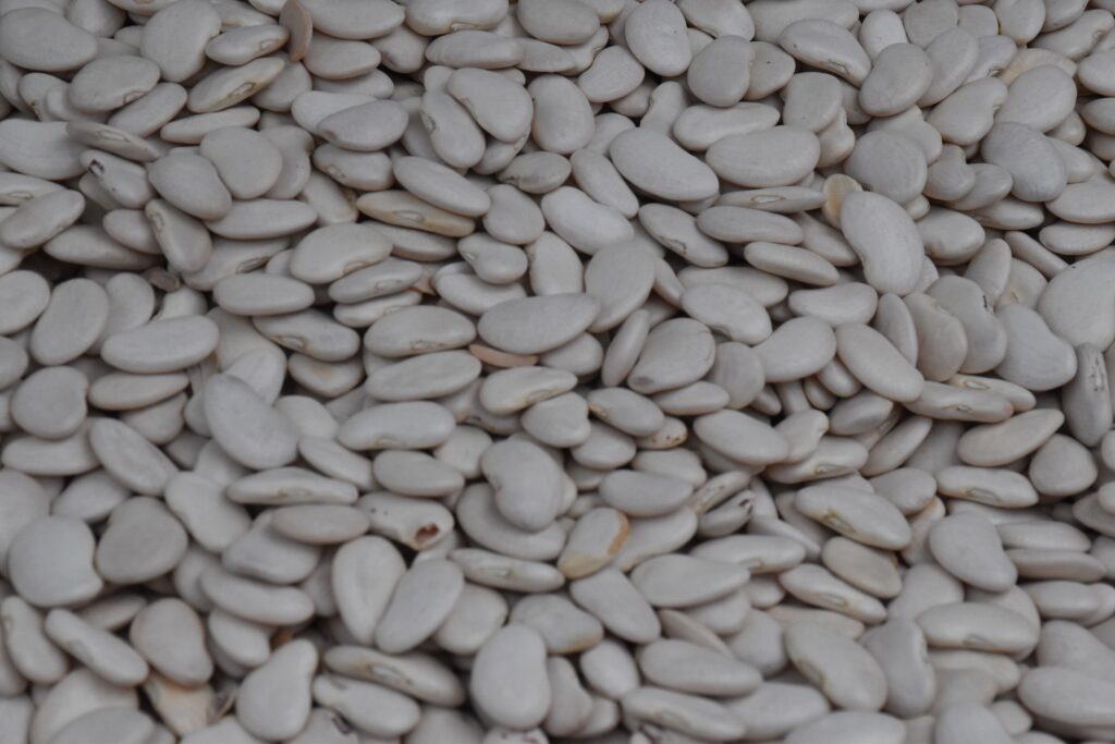 Fresh white pochas navarra beans for culinary use — the iconic Navarran vegetable