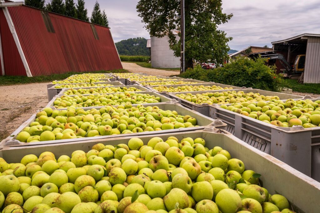 Fresh green apples harvested for Asturian natural cider production, sidra de Asturias