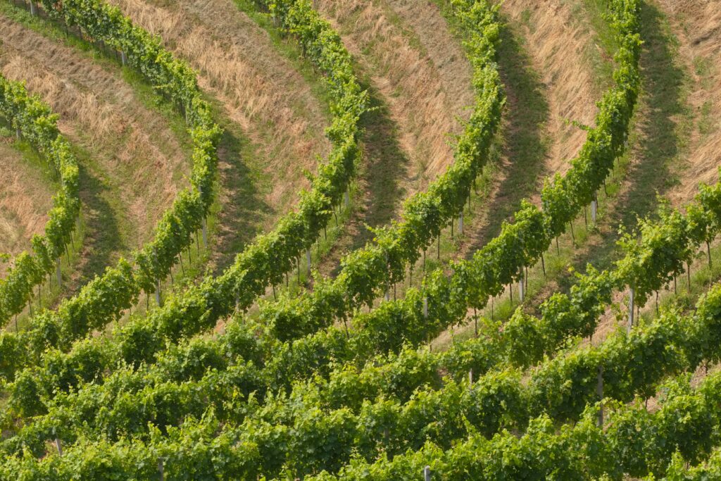 Terraced vineyard rows on a hillside in Navarra wine country, Spain