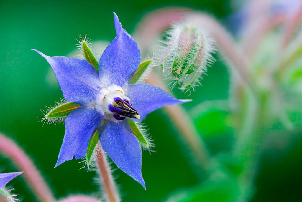 Blue borage flower, the same plant as Navarra borraja vegetable dish