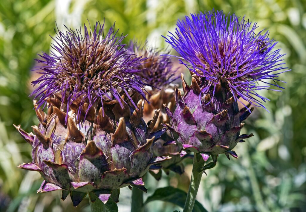 Cardoon plant, Cynara cardunculus, in flower, the species grown as cardo in Navarra
