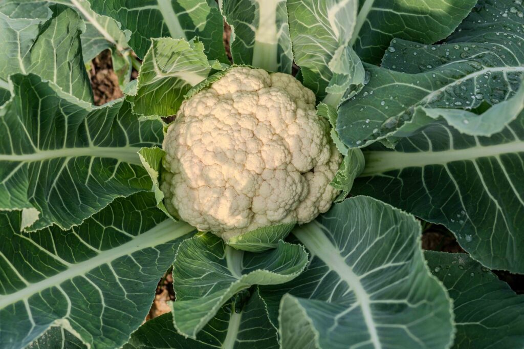 Fresh cauliflower head with dew on outer leaves, Ribera de Navarra