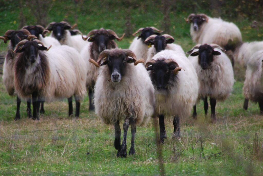 Latxa sheep, one of Navarra's native breeds behind cordero al chilindrón lamb