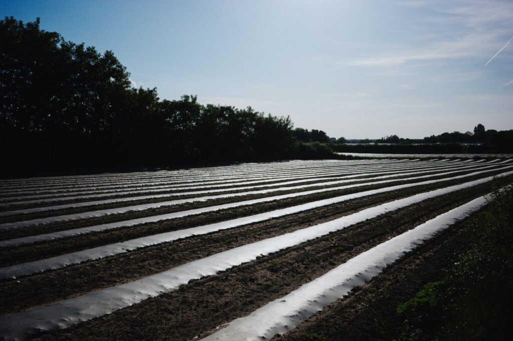 White asparagus field with plastic protective covers in Navarra, Spain