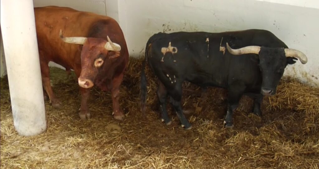 Two Ganaderia Miura fighting bulls, chestnut and black coats, in a ranch holding pen