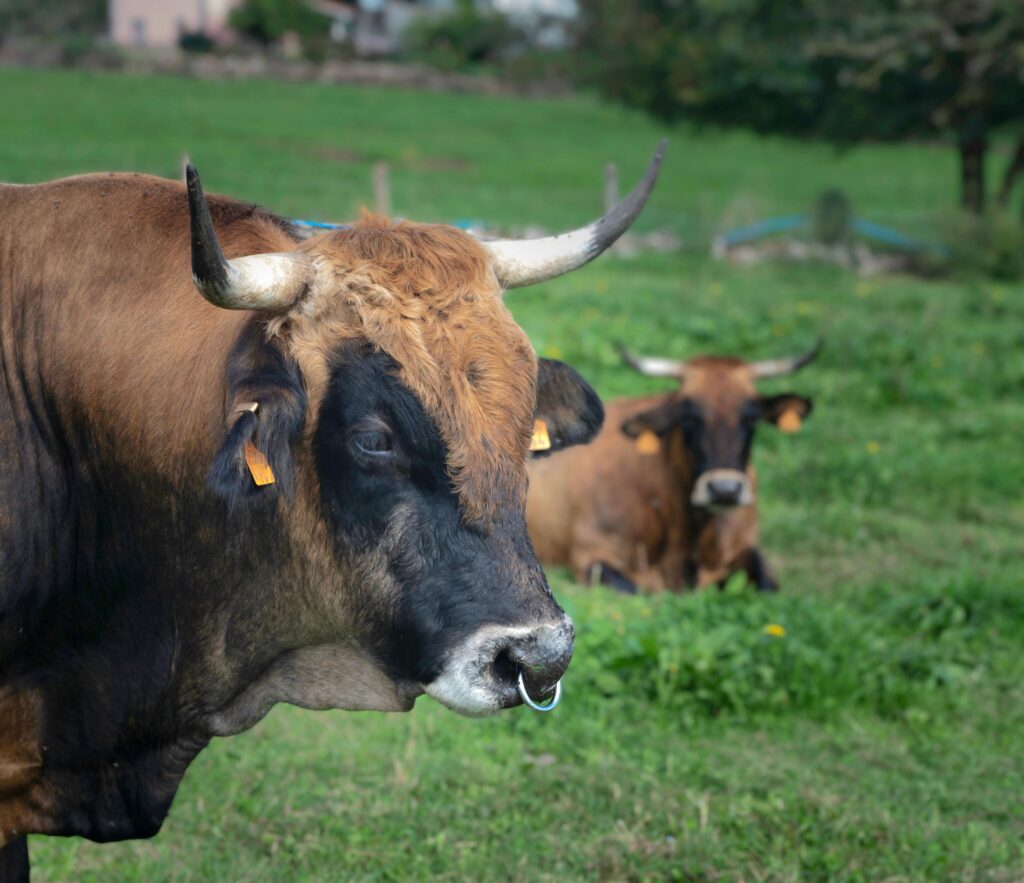 Brown toro bravo in pasture, representative of Puerto de San Lorenzo's bloodline