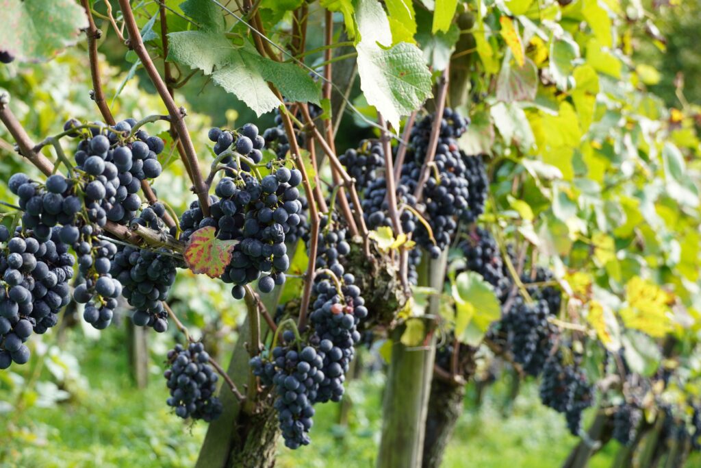 Ripe Garnacha grapes on the vine in a Navarra vineyard