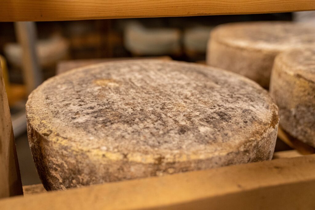 Aged wheel of sheep's milk cheese with a natural rind, Basque and Navarra style