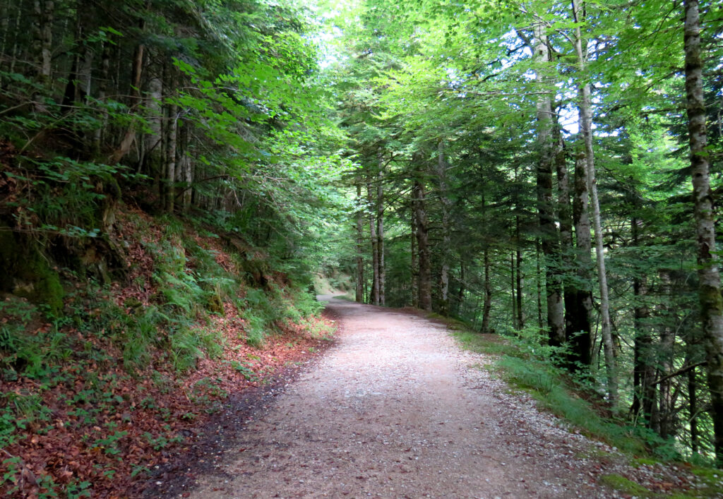 Beech and fir canopy of Irati Forest in the Navarrese Pyrenees