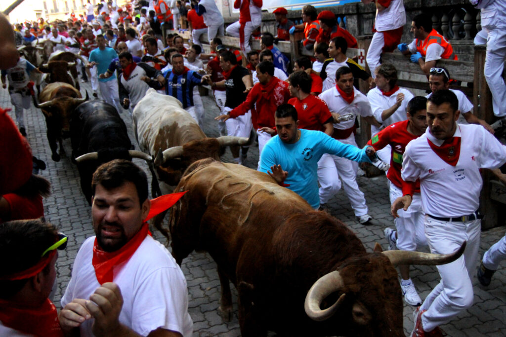 Fighting bulls and steers charging through runners on the encierro route, Pamplona