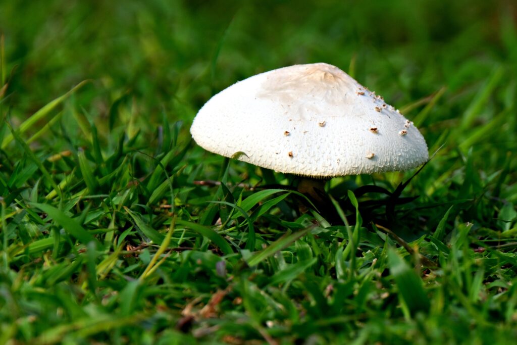 Wild white mushrooms in grass, resembling Navarra perretxiko
