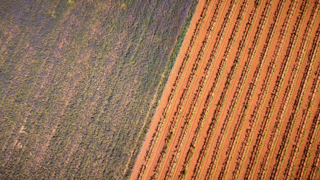 Vineyard rows on red soil near the Rioja and Navarra wine border, northern Spain