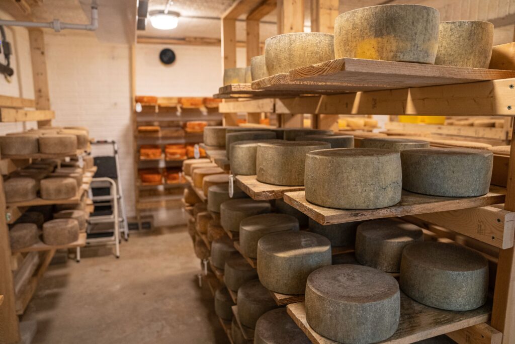 Aged sheep milk cheese wheels in a traditional cellar, Roncal valley Navarra style