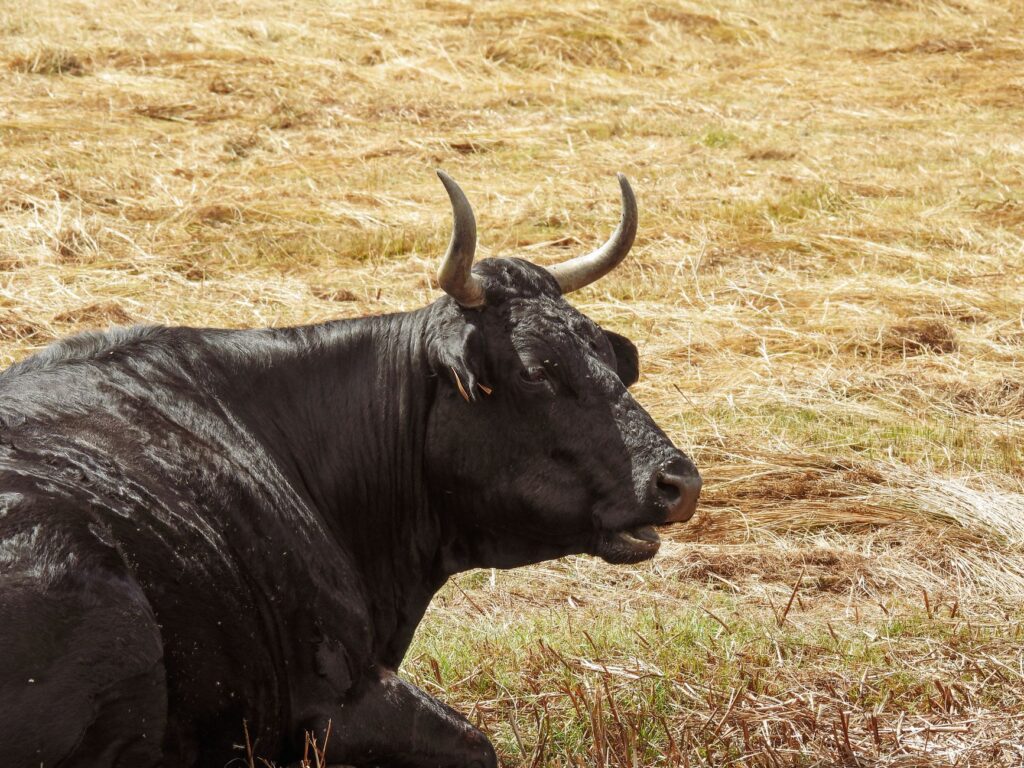 Black toro bravo with curved horns resting in a dry grass pasture, Spain
