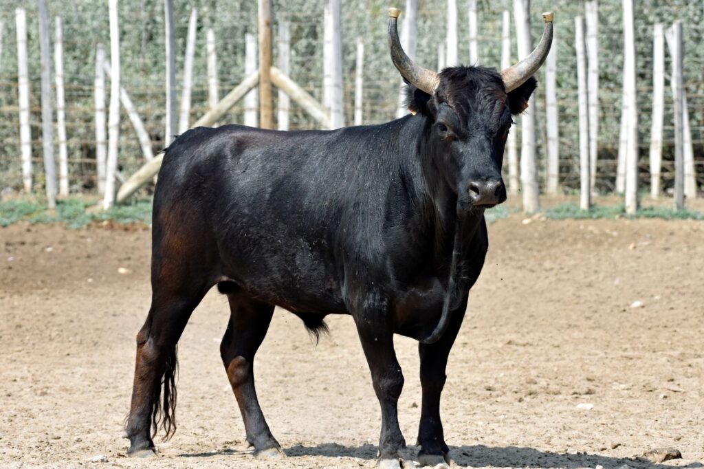 A toro bravo fighting bull stands in a sunny enclosure, showing the compact build and lyre-shaped horns characteristic of the breed. Photo by Marc Nesen / Pexels.
