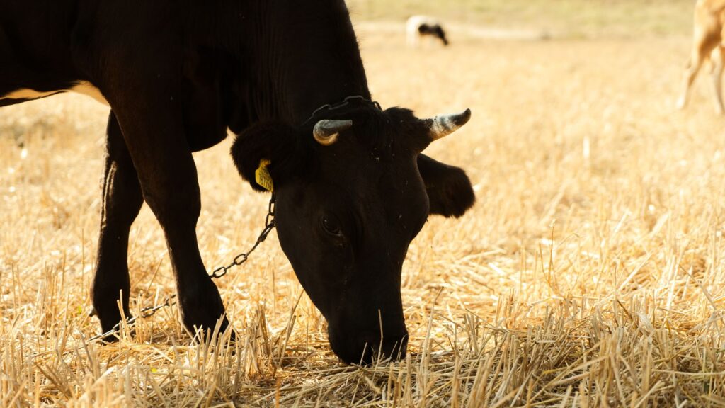 Black toro bravo grazing in a sunlit oak pasture, representative of ganaderia Dolores Aguirre land