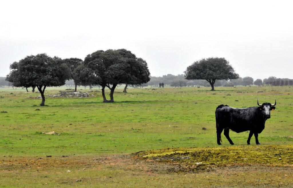 A mature toro bravo bull stands alert in a Spanish dehesa pasture near Ledesma, Salamanca, with holm oak trees in background