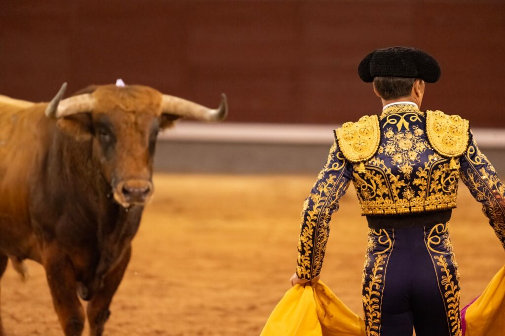 Toro bravo fighting bull in a Spanish pasture, the type raised by ganaderias like Torrestrella