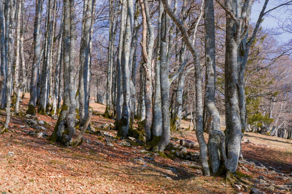 Beech forest floor with exposed limestone karst, Parque Natural de Urbasa y Andia, Navarra