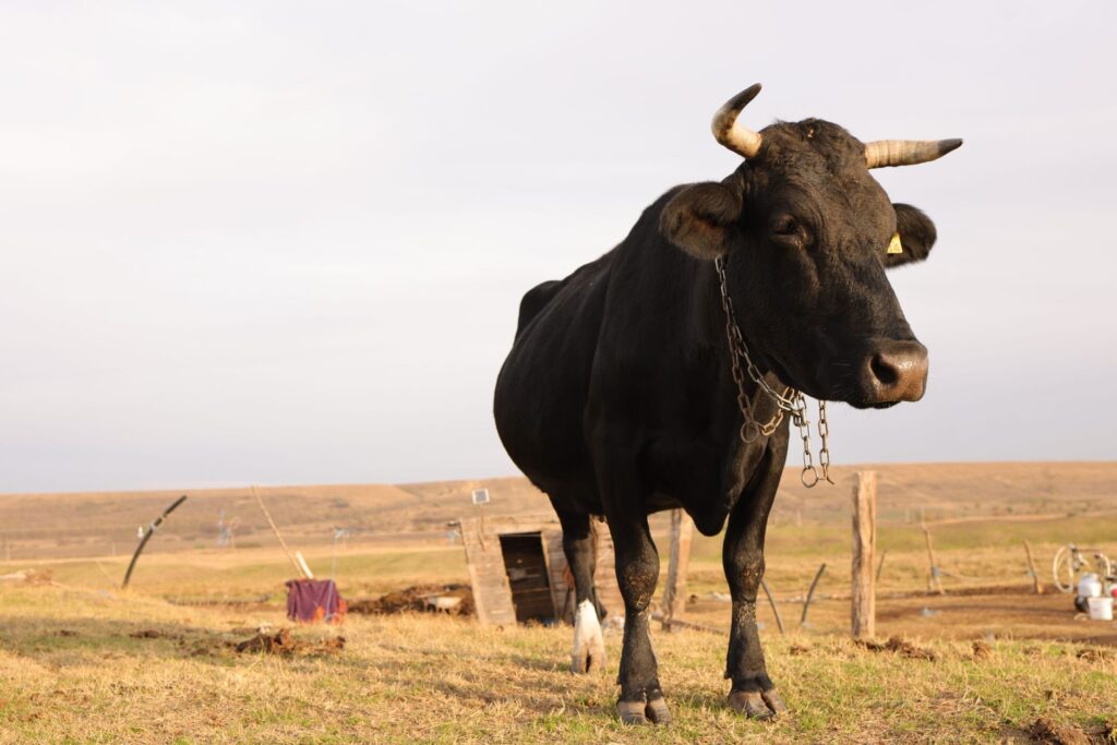 Black fighting bull in a Spanish pasture, bred for the Victoriano del Río ganadería